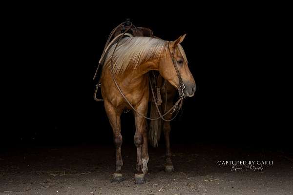 athletic-quarter-horse