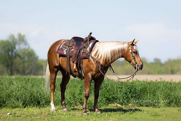 calf-roping-quarter-horse