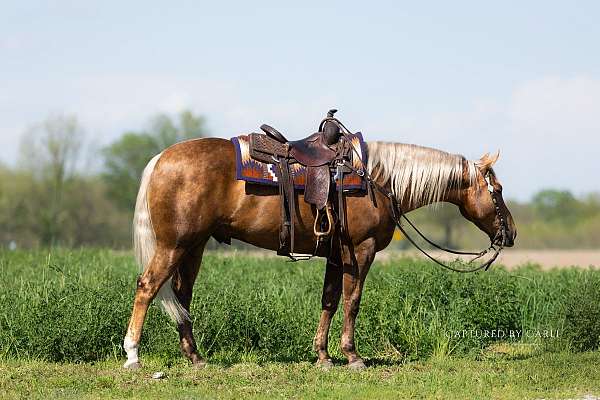 all-around-quarter-horse