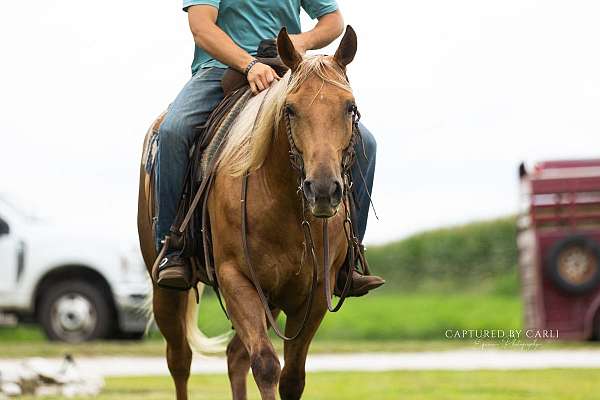 husband-safe-quarter-horse