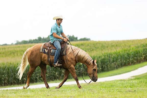 performance-quarter-horse