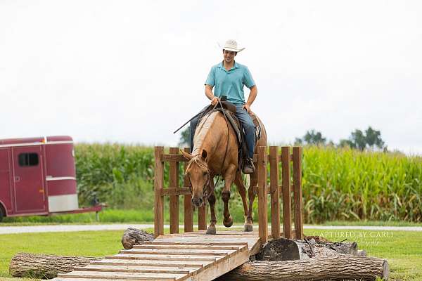 ranch-quarter-horse