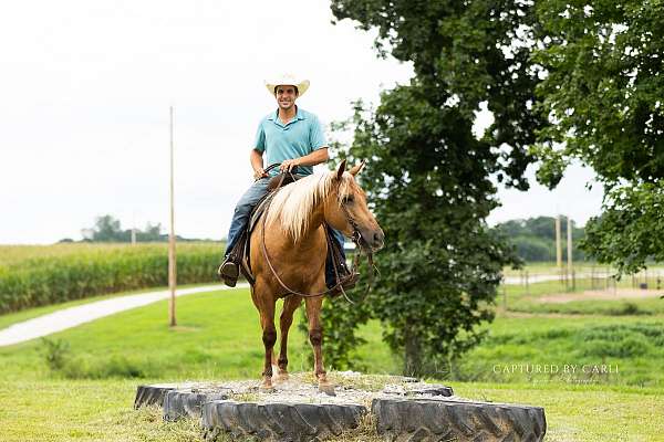 ranch-versatility-quarter-horse