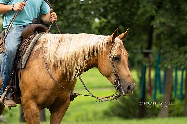 ranch-work-quarter-horse