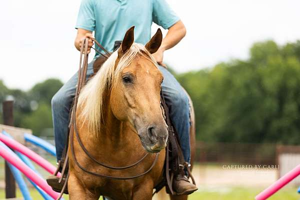 roping-quarter-horse