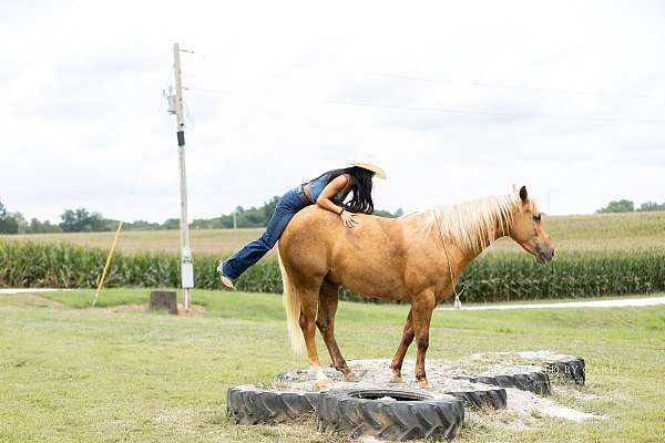 trail-quarter-horse