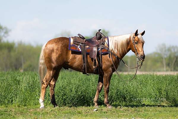 western-riding-quarter-horse