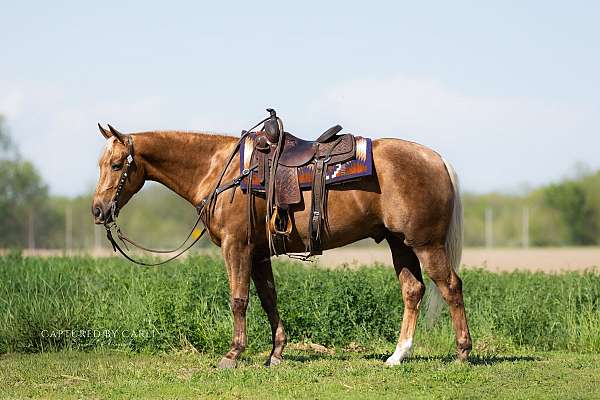 working-cow-quarter-horse