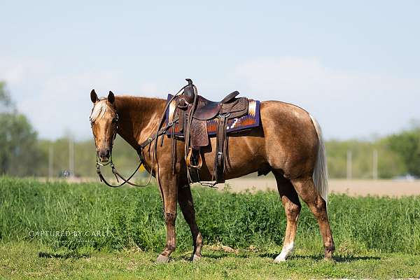 working-cattle-quarter-horse