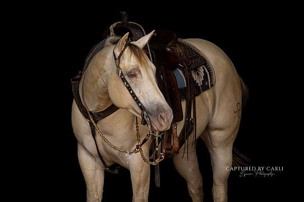 athletic-quarter-horse