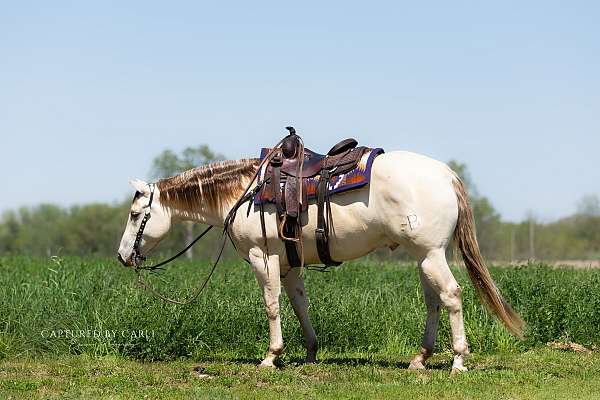 beginner-quarter-horse