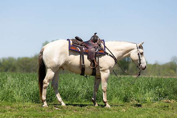 all-around-quarter-horse