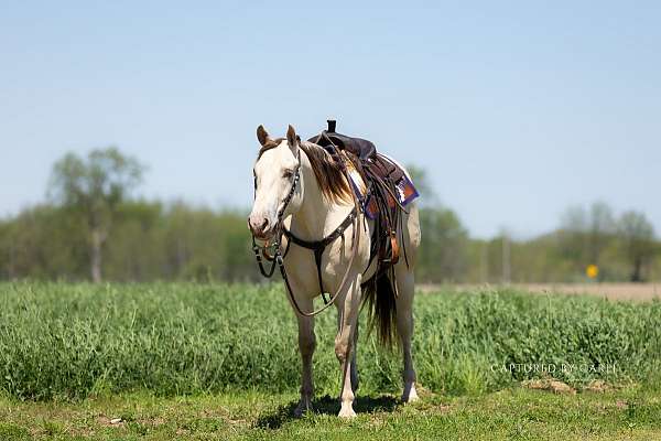 flashy-quarter-horse