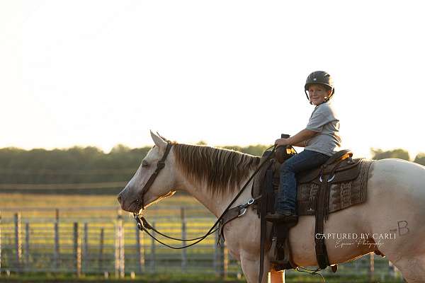 performance-quarter-horse