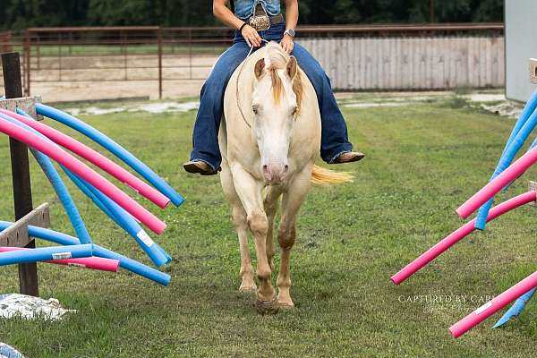 ranch-versatility-quarter-horse