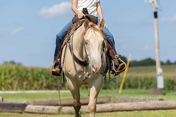 ranch-work-quarter-horse