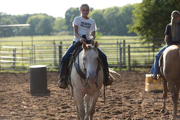 show-quarter-horse