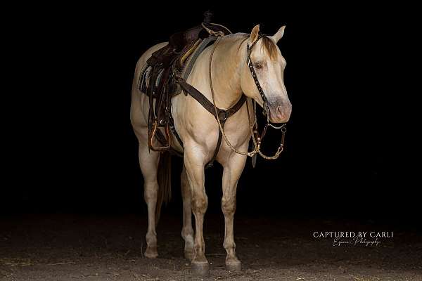 trail-quarter-horse