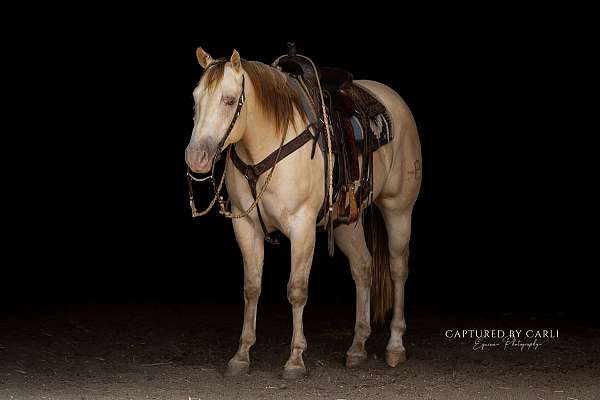 trail-riding-quarter-horse