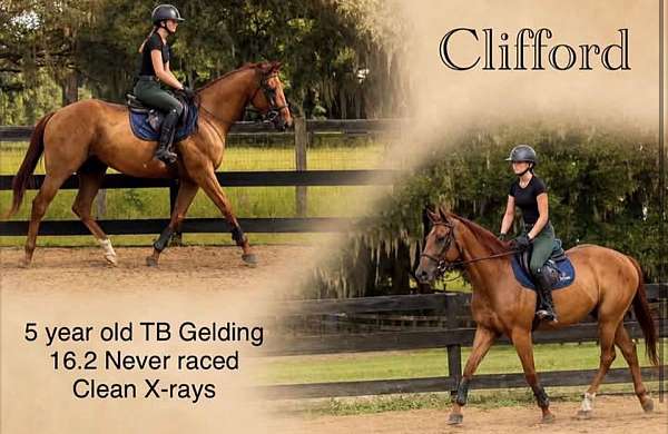 thoroughbred-gelding