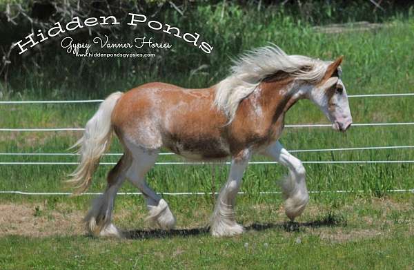 chestnut-overo-gypsy-vanner-filly