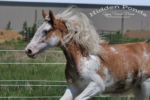 chestnut-overo-gvhs-filly