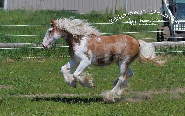 chestnut-overo-gvhs-horse