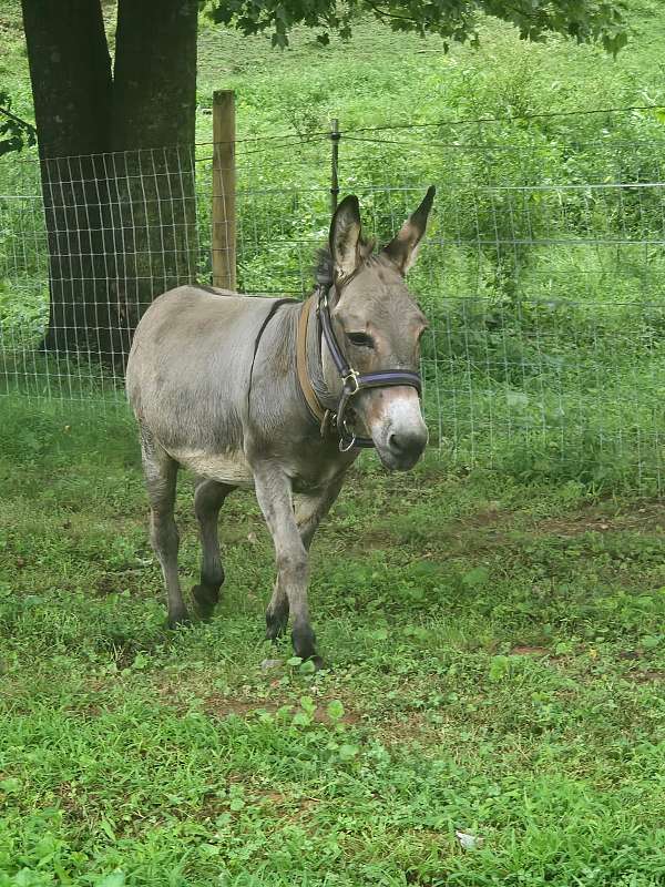 trimmed-donkey