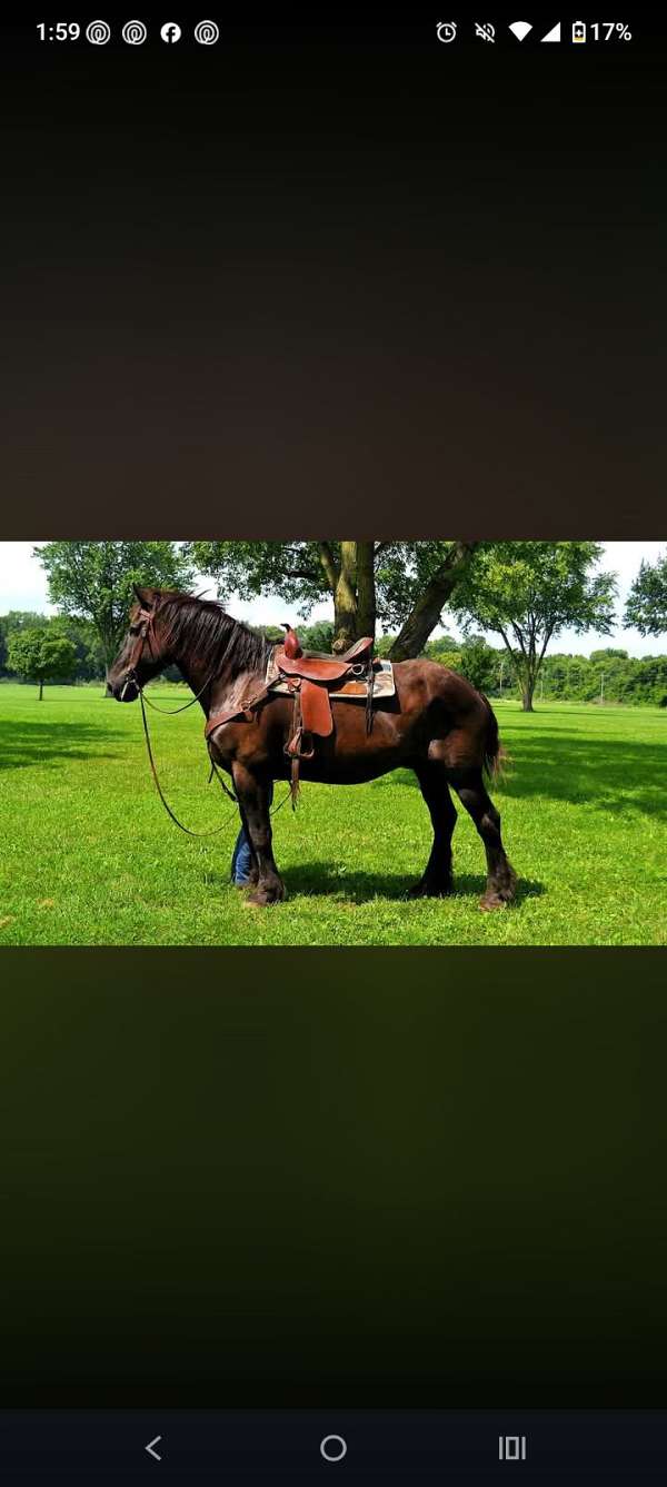 percheron-gelding