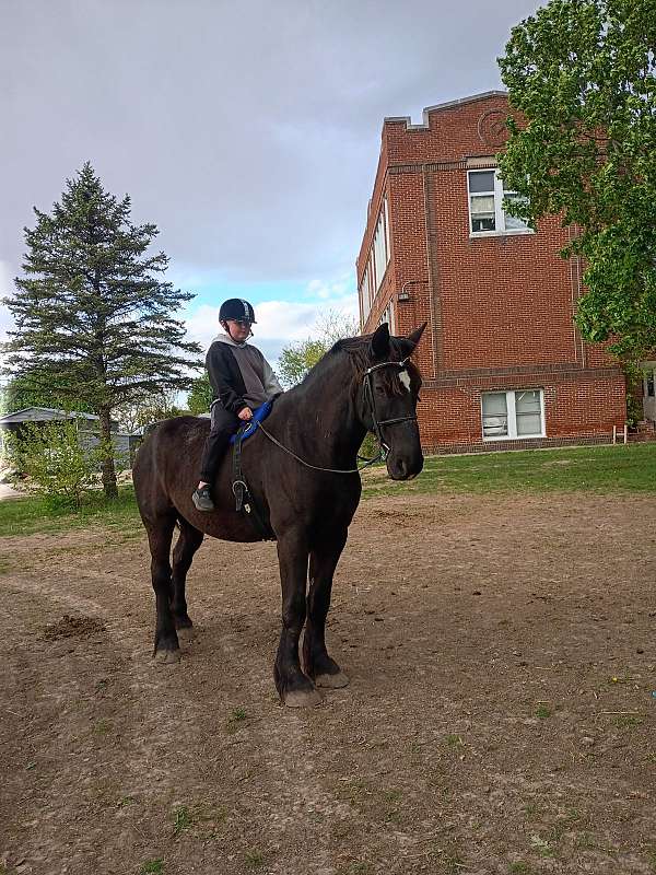 percheron-horse-for-sale