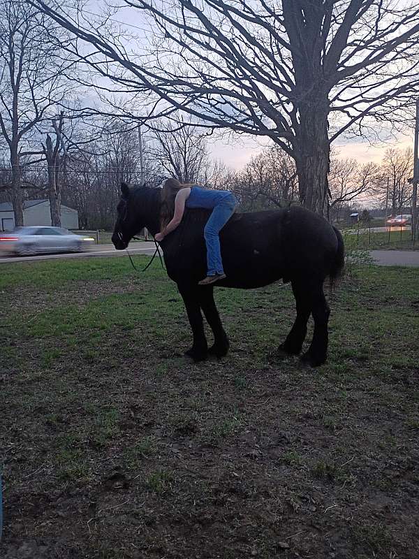 adults-percheron-horse