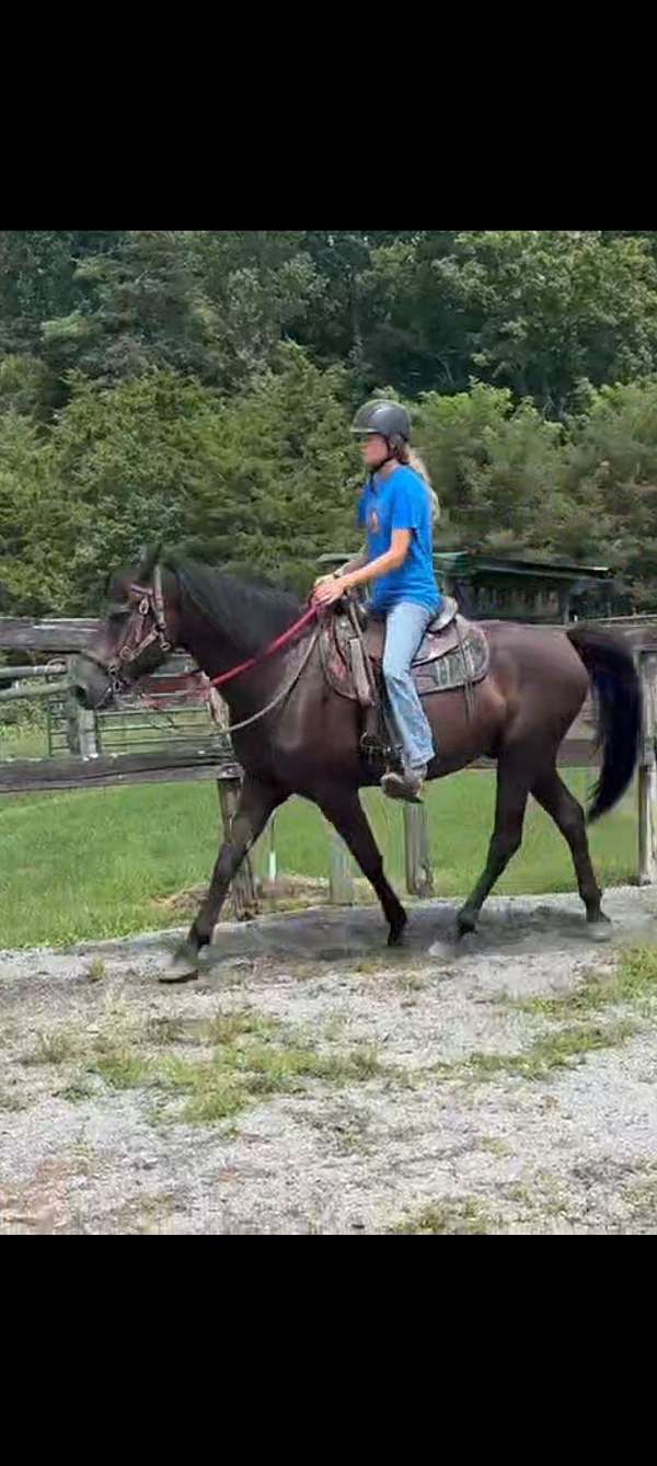 morgan-gelding