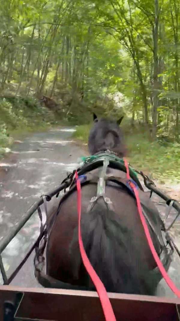 morgan-horse-for-sale