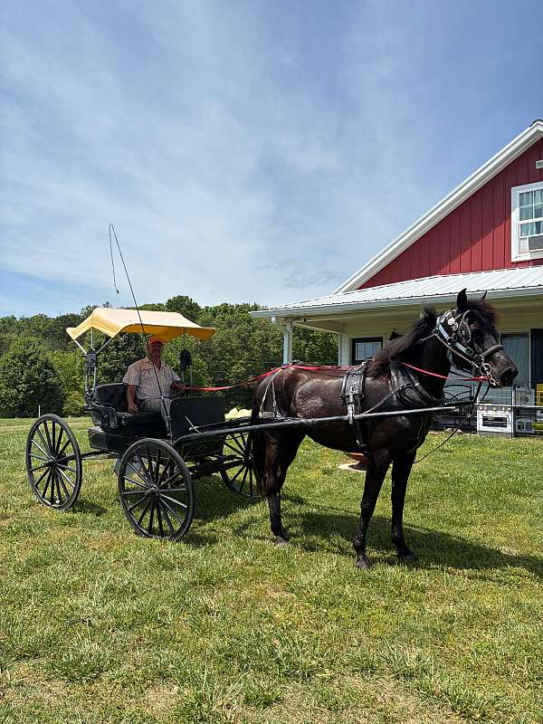 morgan-horse