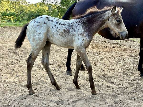 buckskin-walkaloosa-filly-mare