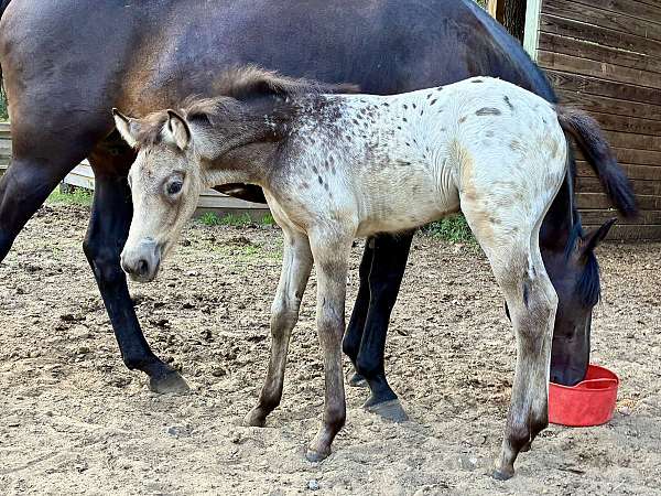 buckskin-aphc-rmha-filly-mare