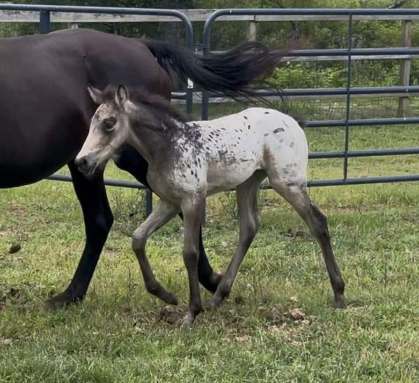 buckskin-aphc-rmha-horse