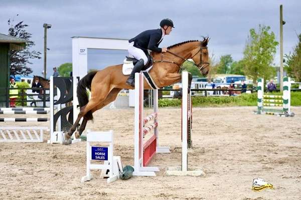warmblood-horse-for-sale
