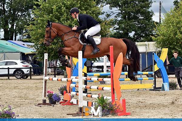 warmblood-mare