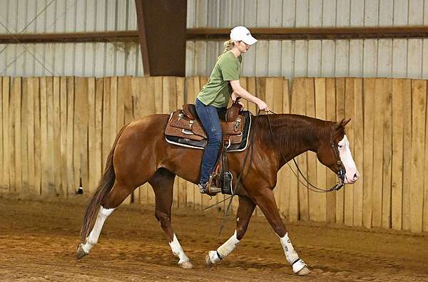 aqha-quarter-horse