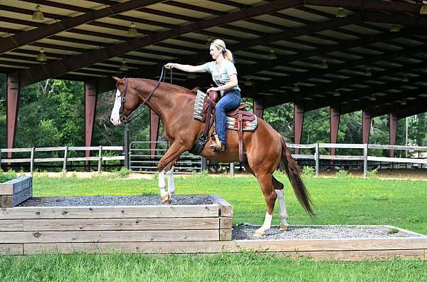 gentle-quarter-horse