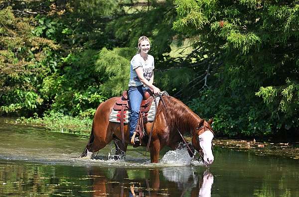 beginner-quarter-horse