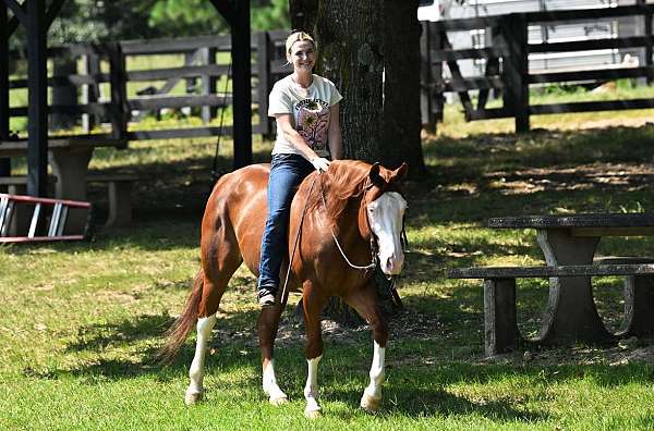 husband-safe-quarter-horse
