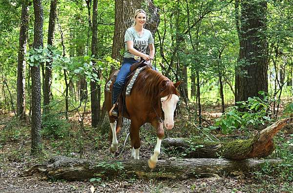gelding-quarter-horse