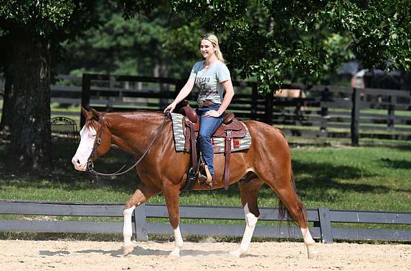 western-quarter-horse