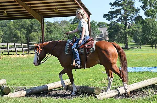 bombproof-quarter-horse