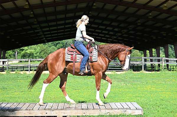 all-around-quarter-horse