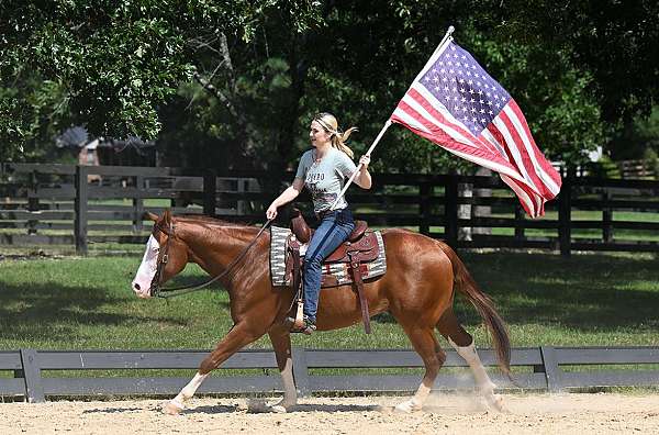 athletic-quarter-horse