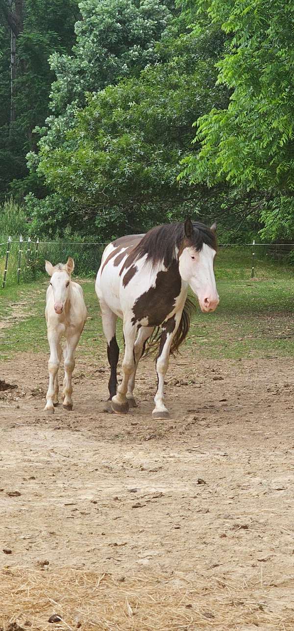 big-shire-horse