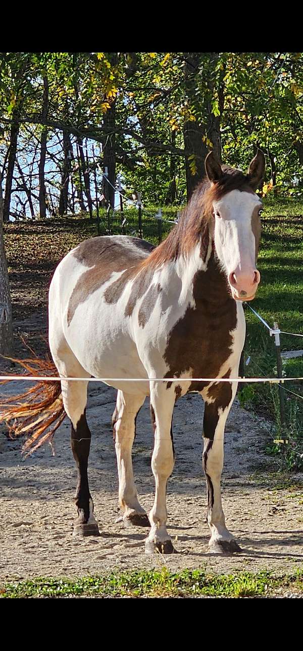 mare-shire-horse